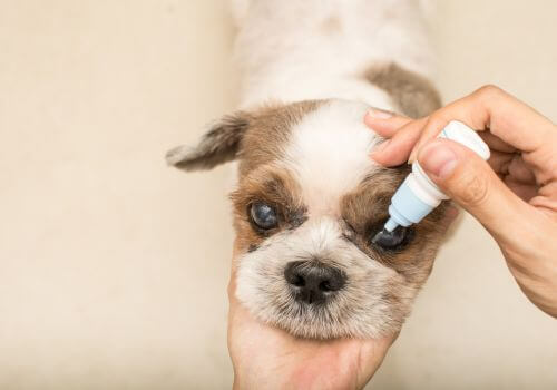 Senior Shih Tzu getting eye exam and eye drops at veterinary hospital.