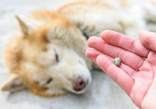 Husky in background with owner in tick in hand.