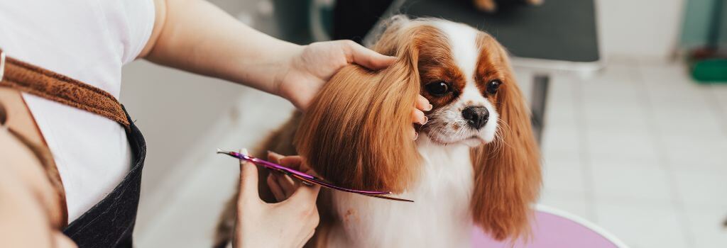 Cavalier spaniel getting ears trimmed at dog groomer.