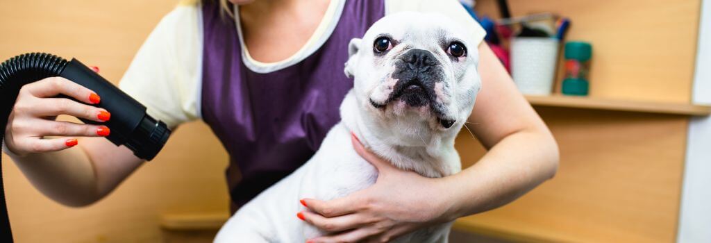 Bulldog being blown out at dog groomer.