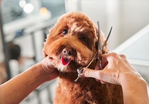 Doodle getting face trim at dog groomer.