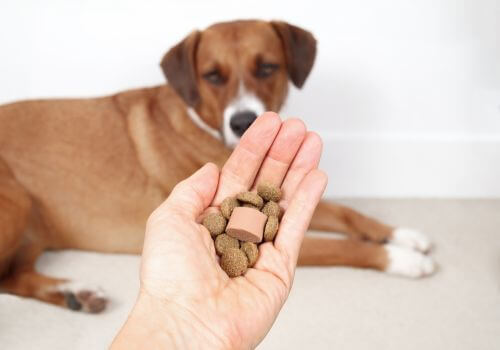 Dog getting heartworm medication chewable tablet.