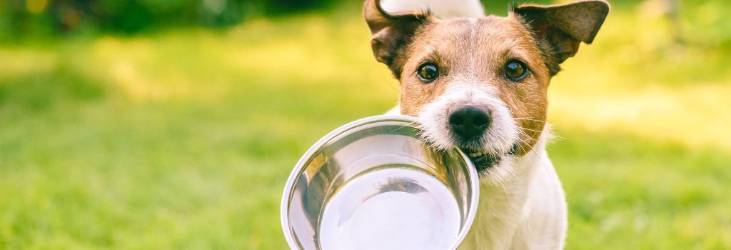 Jack Russell with bowl for natural food.