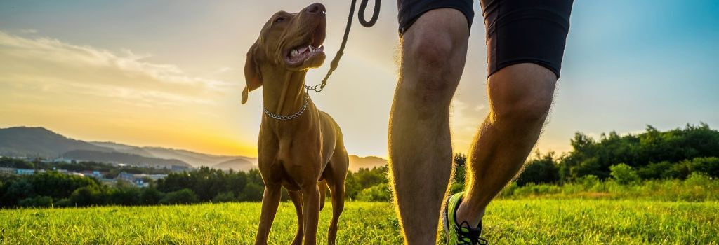 Vizsla running with owner in field.