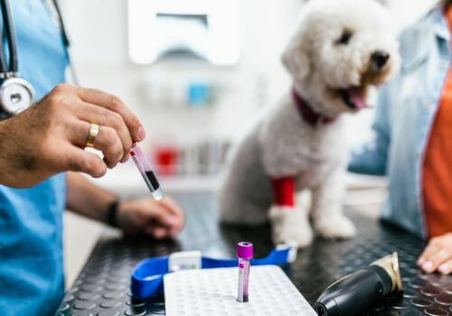 Bichon Frise getting blood drawn at wellness exam for routine blood work.