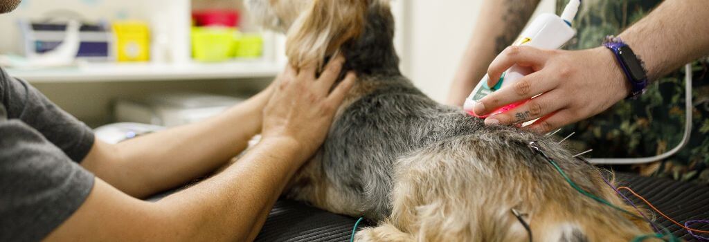 Yorkie at a veterinary office, dog acupuncture, dog laser therapy.