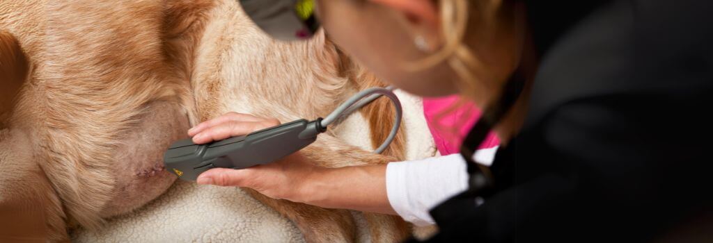 Golden retriever after surgery getting post-op dog laser therapy.