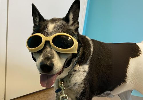 Husky mix in physical rehab with laser hterapy dlog goggles.