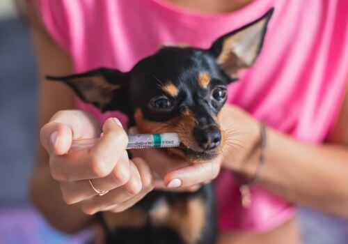 Miniature pincher taking oral medication from owner.