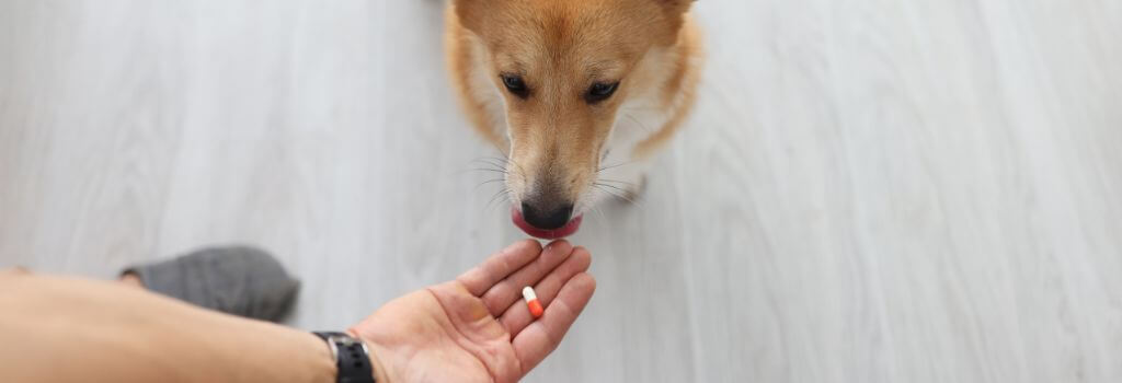 Corgi licking nose thinking about taking medication from owner.