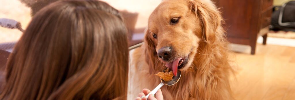 Golden taking a pill from owner. Dog medication in peanut butter.