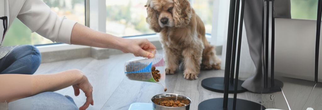 Pet owner measuring out cocker spaniel's food.