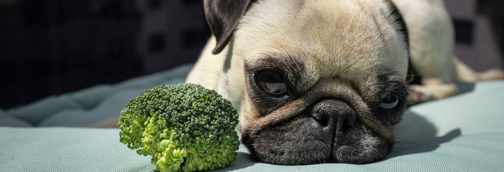 Pug sitting next to broccoli.