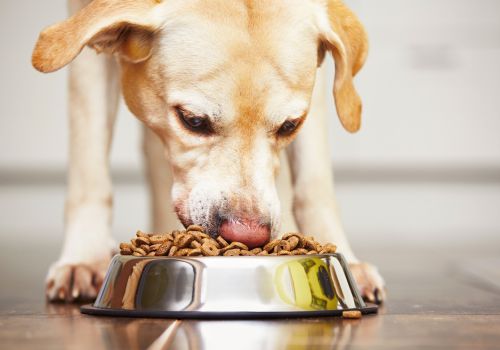 yellow lab eating out of a bowl.