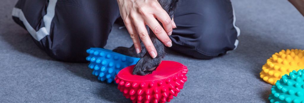 Black lab mix in physical rehab for dogs.