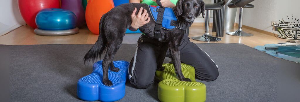 Black lab mix in physical rehab for dogs.