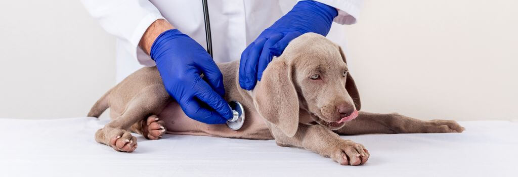 Weimaraner puppy at puppy exam.