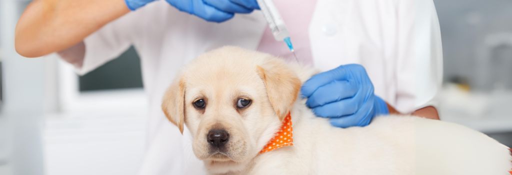 Labrador puppy at puppy exam getting vaccines.