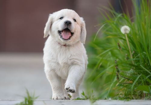 Puppy golden retriever walking outside of veterinary practice.