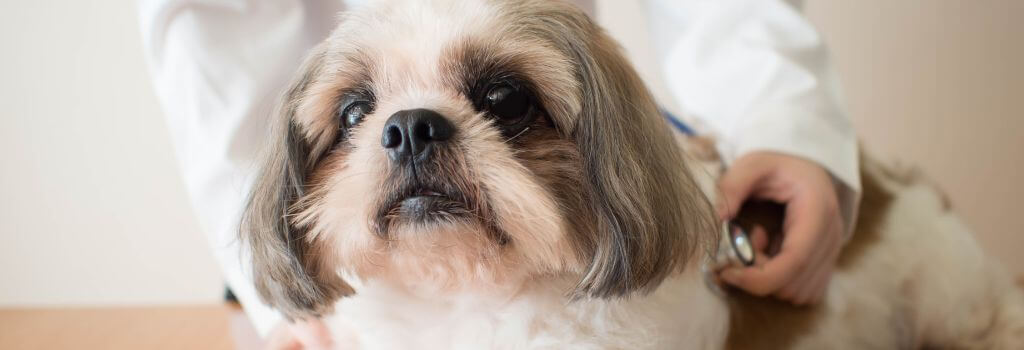 Senior shih tzu at senior wellness exam.