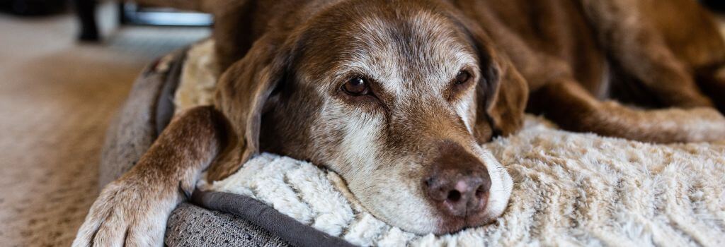 Senior chocolate labrador on orthopedic bed.