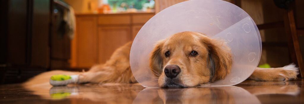 Golden Retriever with e-collar after surgery.