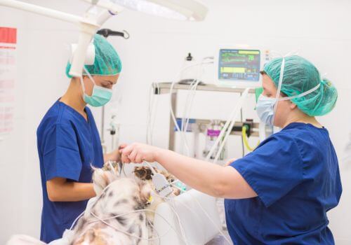 Spaniel mix in pre-op in veterinary surgery room.