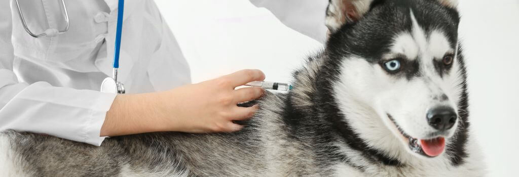 Husky getting vaccine from DVM.