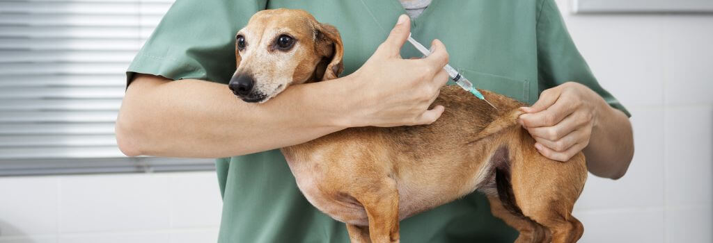 Dachshund getting vaccine from DVM.