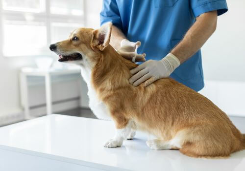 Corgi getting vaccination from DVM.