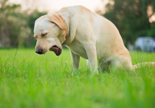 Yellow lab in lawn choking on grass.