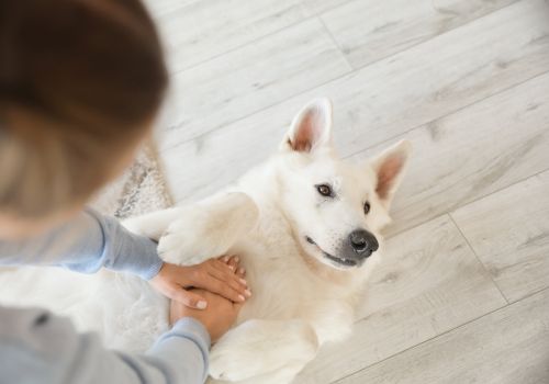 American Eskimo getting cpr, dog chest compressions.