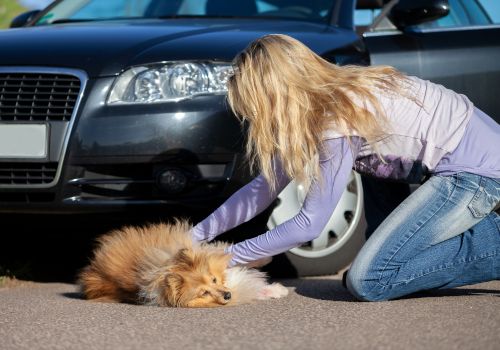 Dog hit by care, needing cpr.