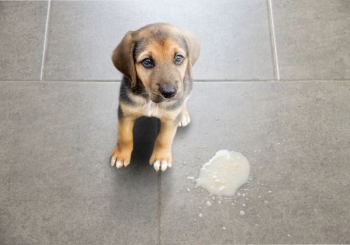 Puppy standing next to his vomit.