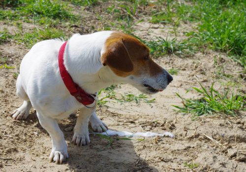 Jack Russell standing next to his foam vomit.